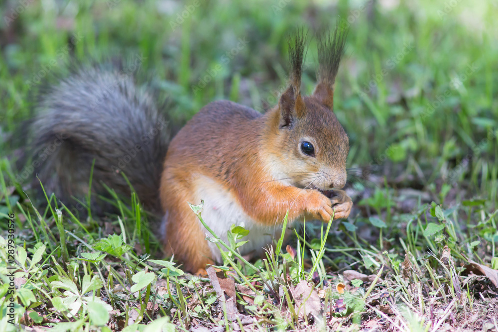 Close-up of a red squirrel eating a nut. Cute animals rodents. Fluffy squirrel in a city park on the grass. Cute squirrels are in their natural habitat on a warm summer day. Close-up of a red squirrel eating a nut. Cute animals rodents. Fluffy squirrel in a city park on the grass. Cute squirrels are in their natural habitat on a warm summer day.