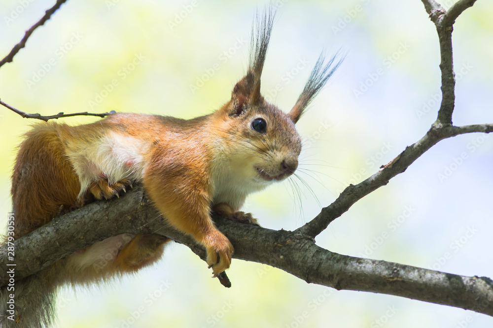 Obraz premium Close-up of a red squirrel eating a nut. Cute animals rodents. Fluffy squirrel in a city park on a tree sits on a tree and looks. Cute squirrels are in their natural habitat on a warm summer day.