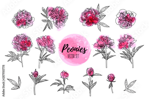 Watercolor peony set isolated on white background.