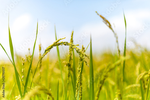 Arroz en el arrozal con cielo azul en plantación de Valencia en la Albufera