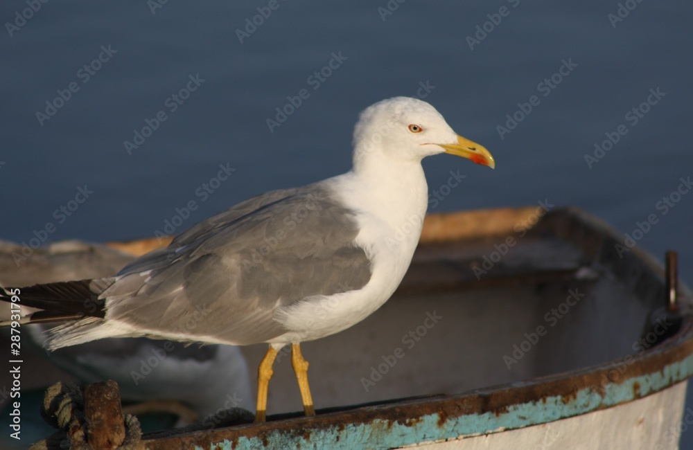 Fototapeta premium Gaviota en una barca en un puerto de la Isla de Lanzarote, Canarias