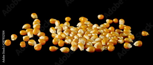 Corn kernels, grains for popcorn isolated on black background