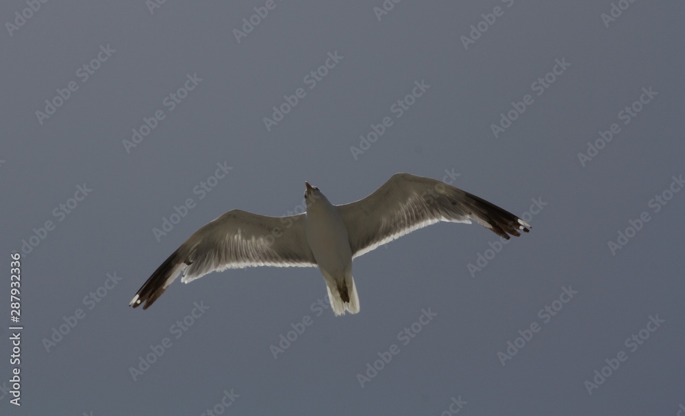 Obraz premium Gaviota Volando 