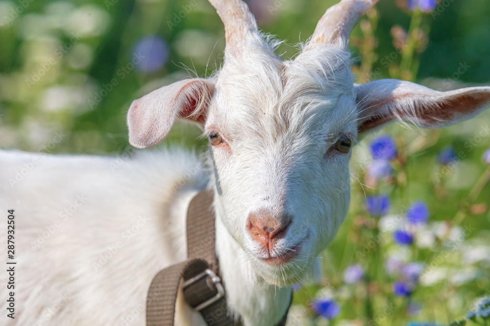 Portrait of a goat in the grass