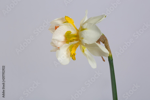 Exotic narcissus flower isolated on gray background.