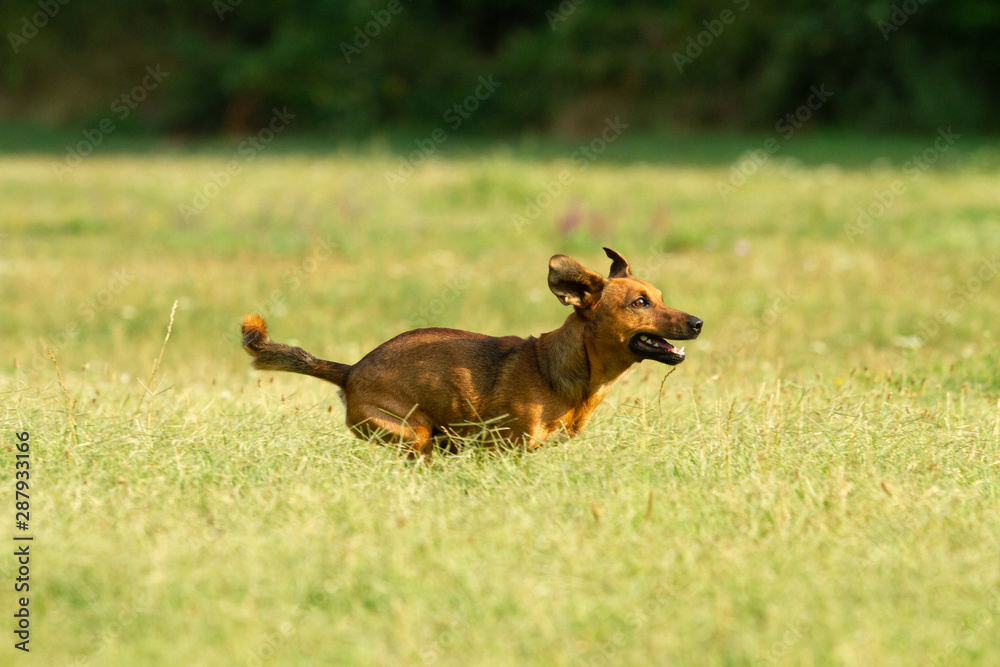 Cute mixed breed dog playing on a meadow. Age almost 2 years. Parson Jack Russell - German shepherd - Chihuahua mix.