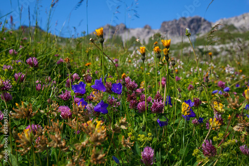 Alpenblumen - Berg - Blumen - Allg  u - Nebelhorn
