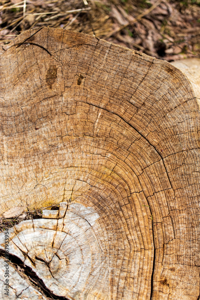 Naklejka premium Stump from a sawn tree in nature