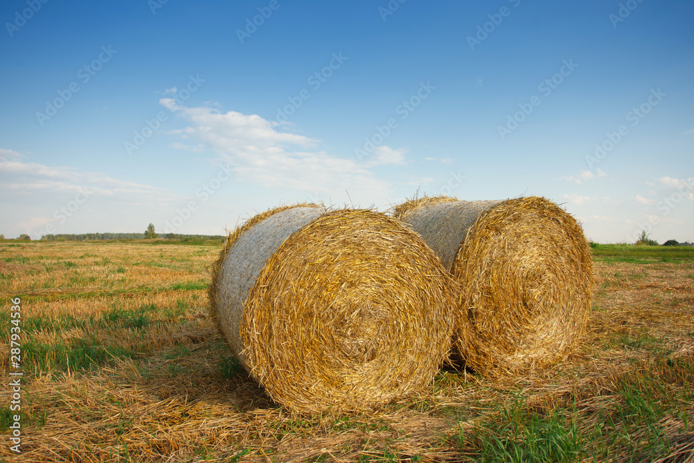 the field after summer harvest