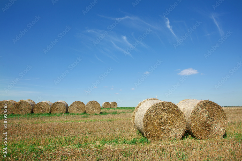 the field after summer harvest