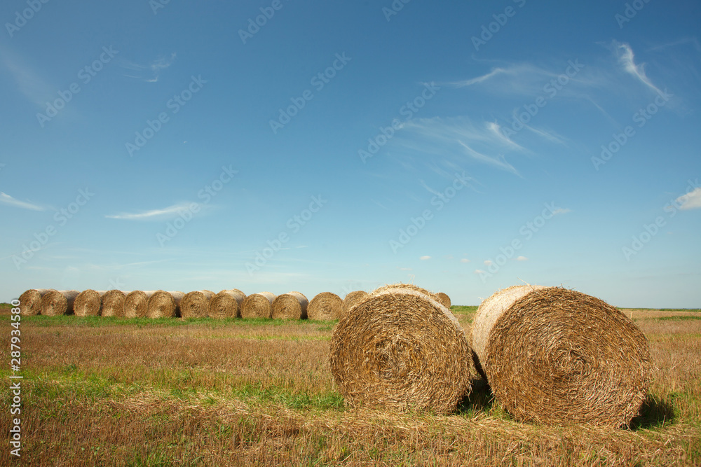 the field after summer harvest