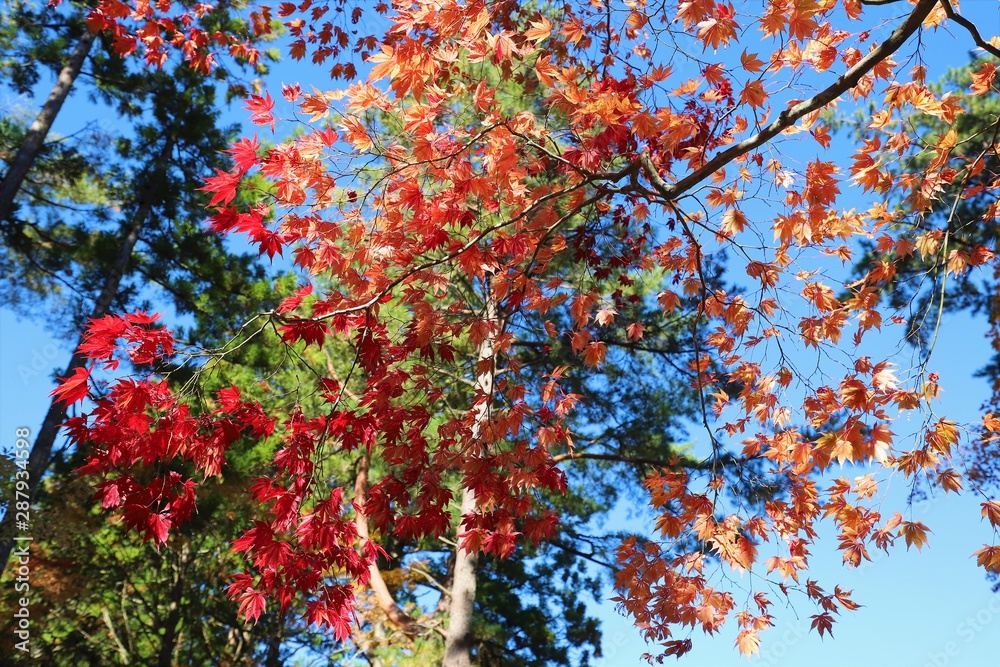 高野山の紅葉
