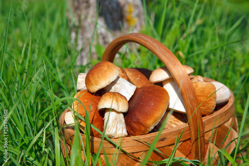 forest boletus in the basket on a green grass