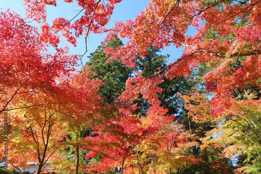 高野山の紅葉