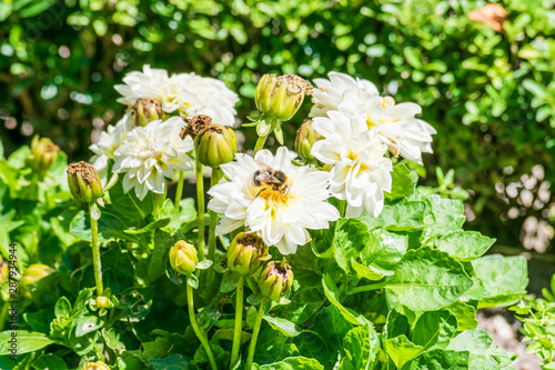 bumblebee taking white flower nectar in sunny day photo