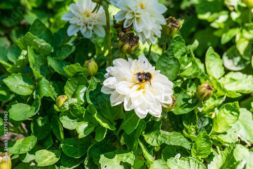 bumblebee taking white flower nectar in sunny day photo