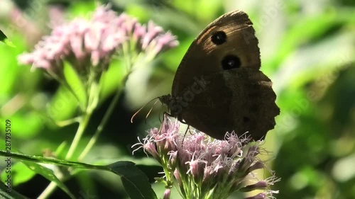 erebia, farfalla photo