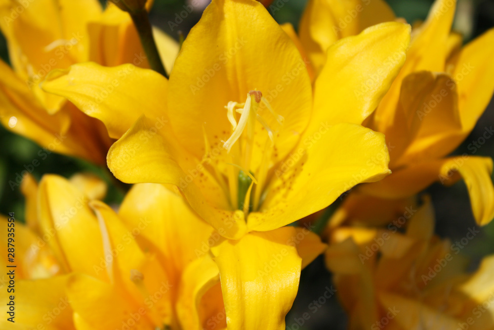 Obraz premium Yellow lilies in the garden