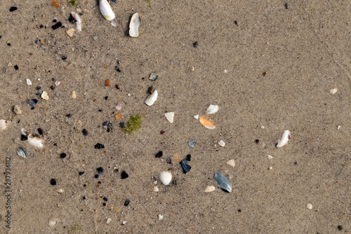 Background, texture of wet coastal sand with shells.