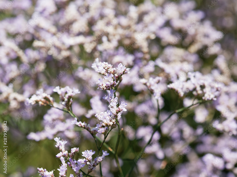 limonium latifolium | Statice à feuilles larges | Lavande de mer | betterave maritime limonium latifolium | Statice à feuilles larges | Lavande de mer | betterave maritime