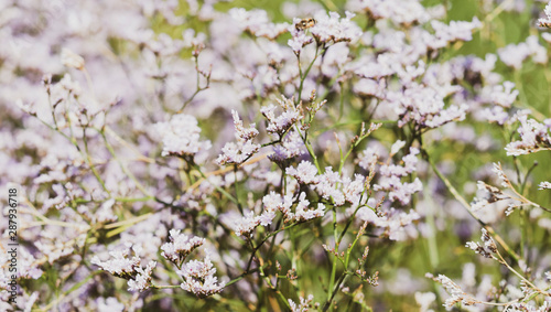 limonium latifolium | Statice à feuilles larges | Lavande de mer | betterave maritime 