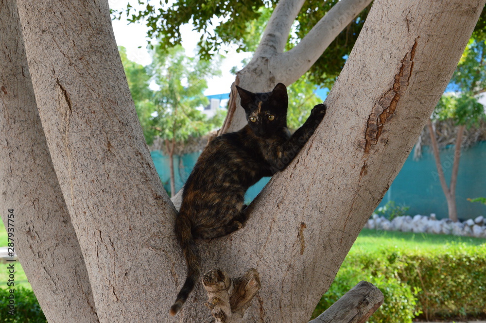 kitty on a tree