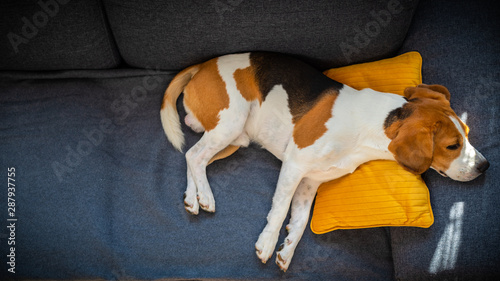 Dog lying, sleeping on the sofa on yellow pillow. Canine background photo