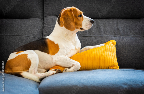 Dog lying, sleeping on the sofa on yellow pillow. Canine background