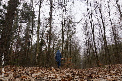 kobieta w niebieskim płaszczu z kapturem spaceruje samotnie po lesie, późną jesienią, pośród opadłych liści