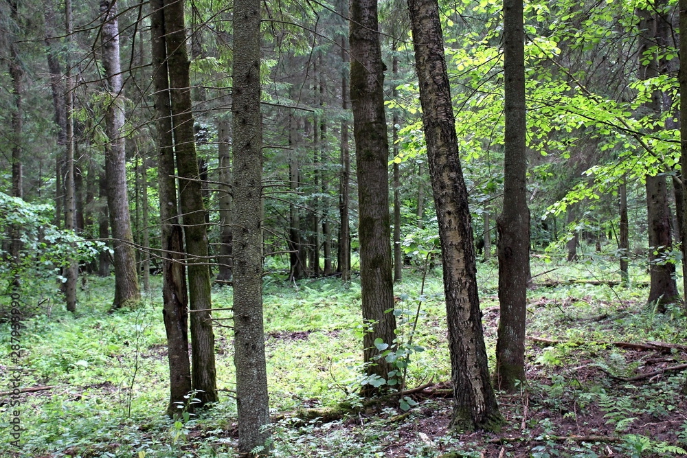 Obraz premium Trees and shrubs of various species. Unique image of the surrounding nature
