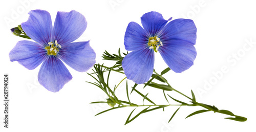 Flax blue flowers isolated on white background