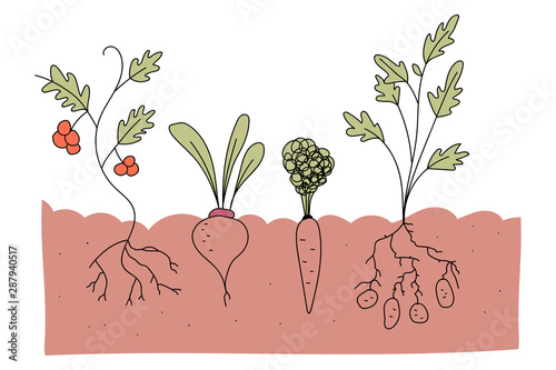 Vegetable plot with tomato, beetroot, carrot and potato vector cartoon illustration isolated on a white background.