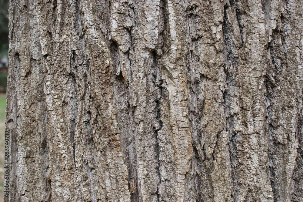 Fototapeta premium poplar bark. texture of old poplar bark