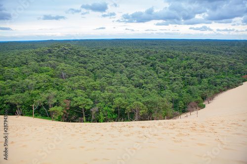 scenery of sandy duna and coniferous forest