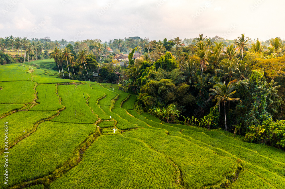 Fototapeta premium Aerial view of tropical rice terrace fields surrounded by palm trees at sunrise, Bali, Indonesia