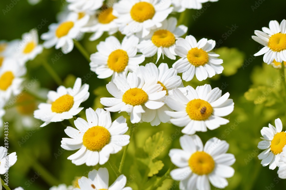 Fototapeta premium Feverfew Flowers (Tanacetum parthenium)