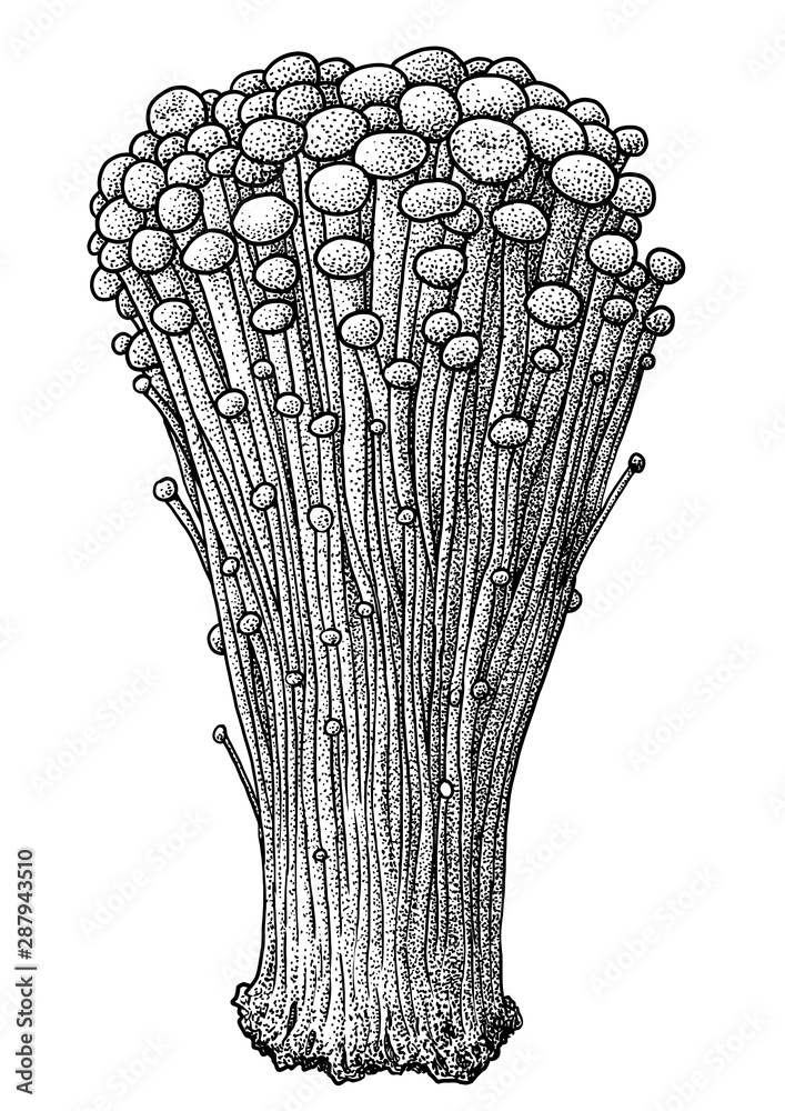 Enoki mushroom illustration, drawing, engraving, ink, line art, vector