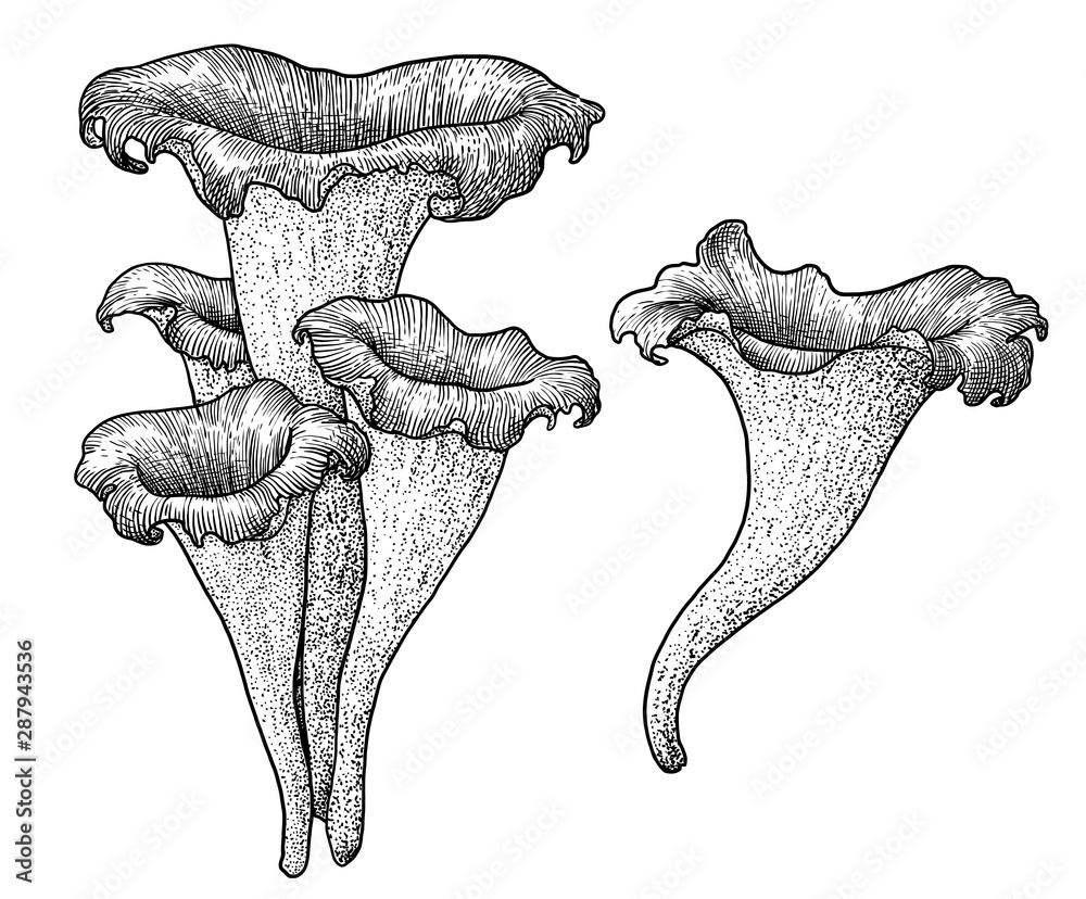 Black trumpet mushroom illustration, drawing, engraving, ink, line art