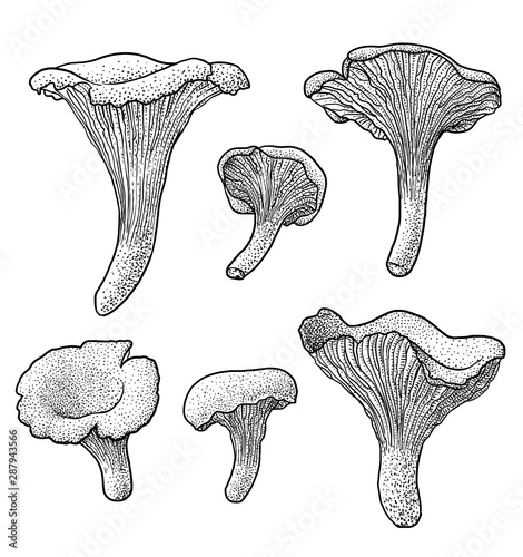 Chanterelle mushroom illustration, drawing, engraving, ink, line art, vector