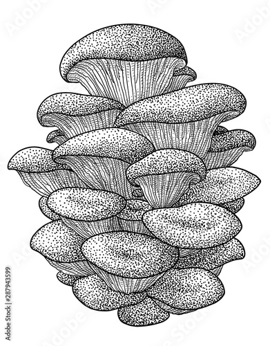 Oyster mushroom illustration, drawing, engraving, ink, line art, vector