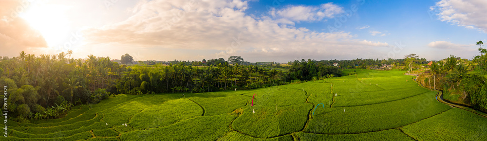 Obraz premium Rice terraces at sunrise surrounded by palms panoramic, Bali, Indonesia
