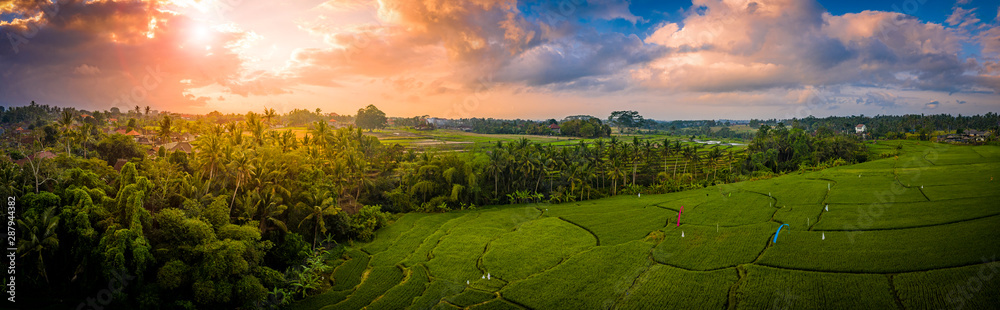 Fototapeta premium Rice terraces at sunrise surrounded by palms panoramic, Bali, Indonesia