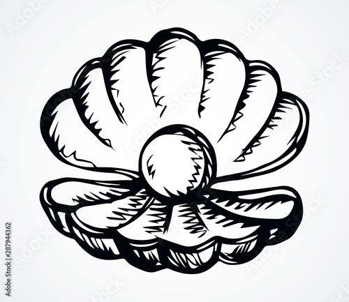 Shell with a pearl. Vector drawing