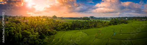 Rice terraces at sunrise surrounded by palms panoramic, Bali, Indonesia