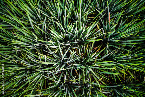 Close up of fresh rice crops in a rice terrace, Bali, Indonesia