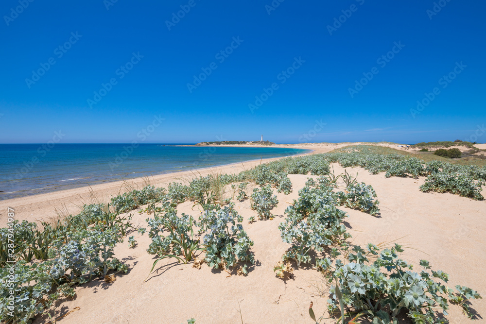 beautiful landscape of wild Beach Varadero or Marisucia, in Canos Meca village (Barbate, Cadiz, Andalusia, Spain) and Cape Trafalgar with lighthouse beautiful landscape of wild Beach Varadero or Marisucia, in Canos Meca village (Barbate, Cadiz, Andalusia, Spain) and Cape Trafalgar with lighthouse