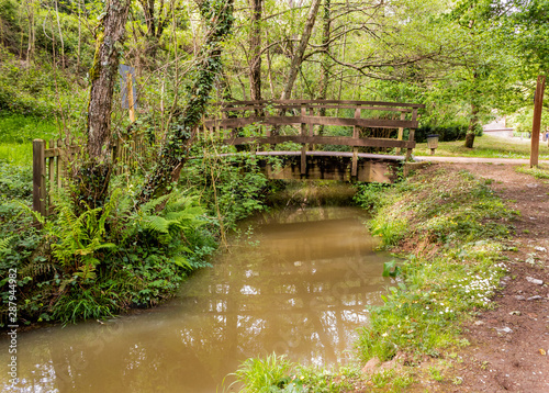 a bamboo forest in Pobal, in Vizcaya. Basque Country photo