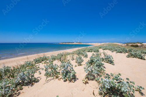 beautiful landscape of wild Beach Varadero or Marisucia  in Canos Meca village  Barbate  Cadiz  Andalusia  Spain  and Cape Trafalgar with lighthouse