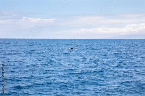 seascape with distant fin of pilot whales, blackfish or cetaceans in the family Globicephala, swimming in the Atlantic Ocean, in Strait of Gibraltar