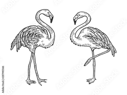 Flamingo bird sketch engraving vector illustration. Tee shirt apparel print design. Scratch board style imitation. Black and white hand drawn image.